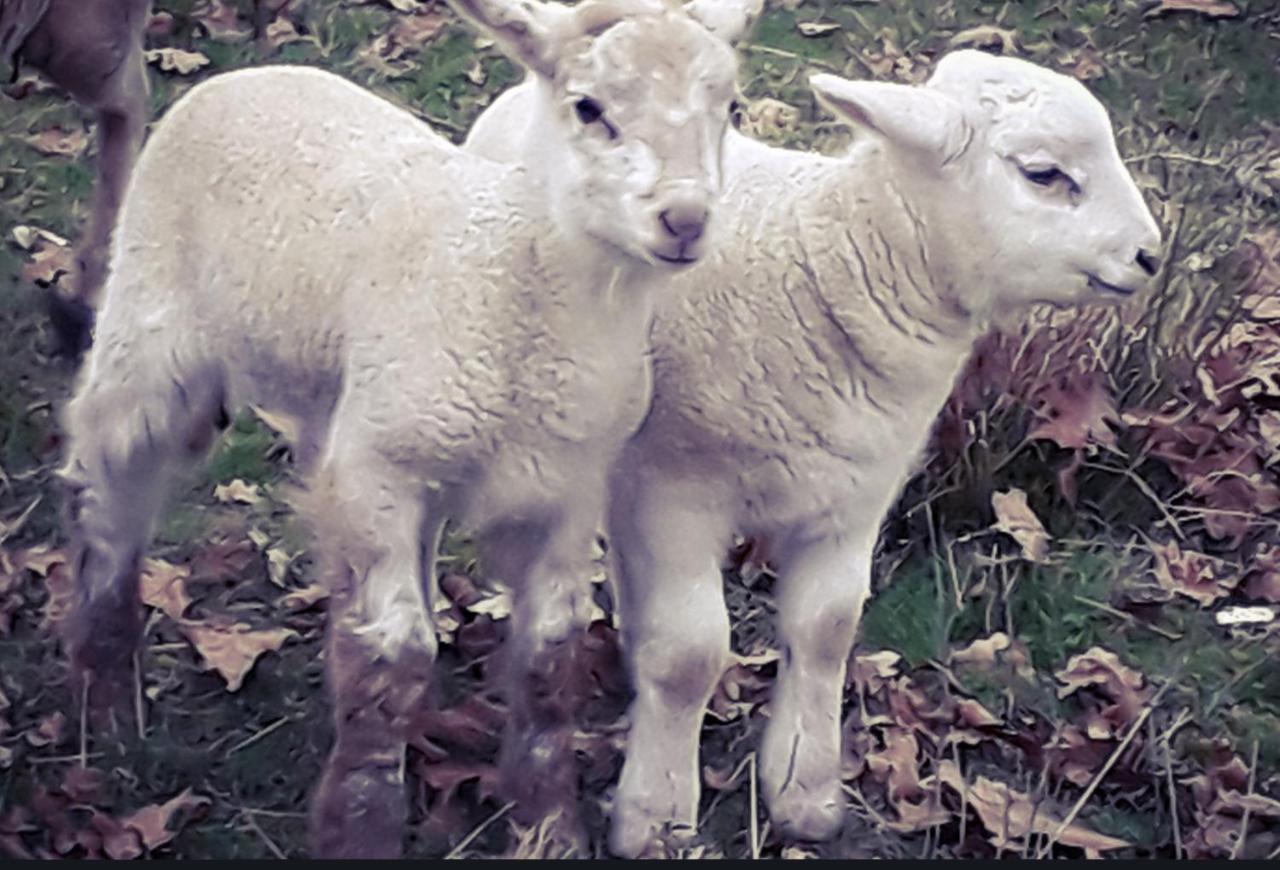 Ecogite Rural La Cle Des Champs Peyrelongue-Abos エクステリア 写真