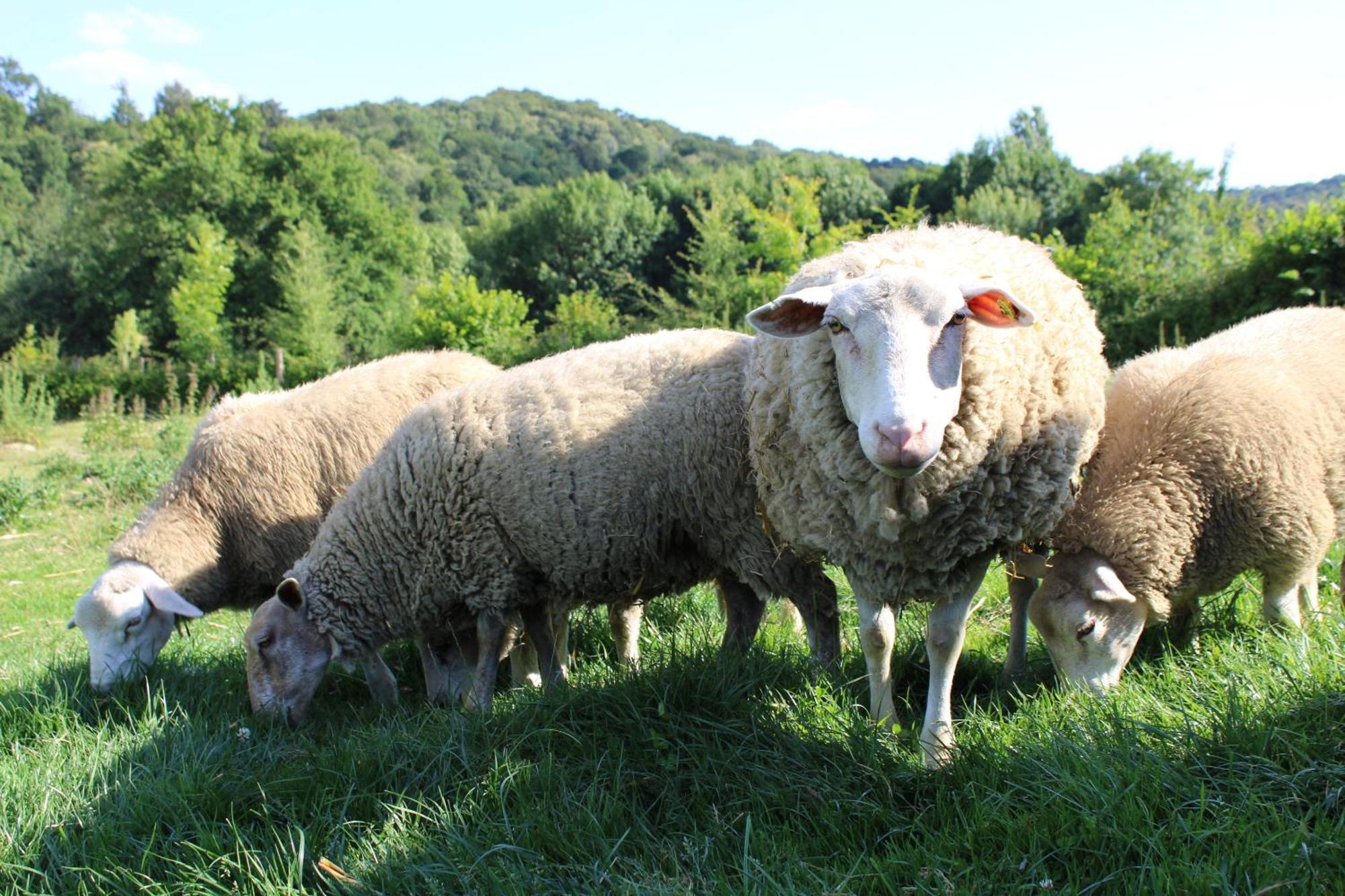 Ecogite Rural La Cle Des Champs Peyrelongue-Abos 部屋 写真